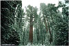 Sequoia National Park in Winter